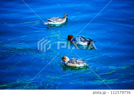 【びわ湖風景】湖畔から眺める冬山や沖合の風景 112579756