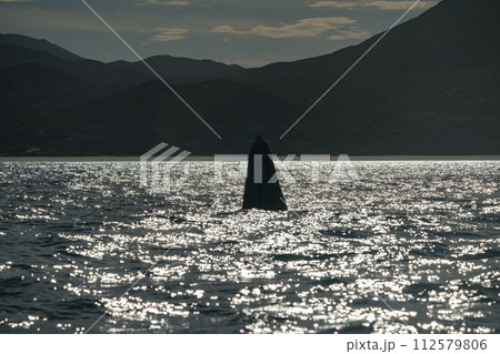 Spy hopping at sunset grey whale in san ignacio lagoon puerto chale maarguerite island baja california sur mexico Spy hopping at sunset grey whale in san ignacio lagoon puerto chale maarguerite island baja california sur mexico 112579806