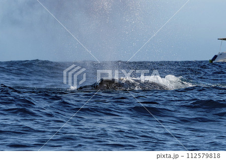 humpback whale coming to you in cabo san lucas whale watching 112579818