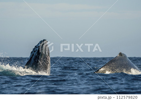 humpback whale breaching in cabo san lucas 112579820