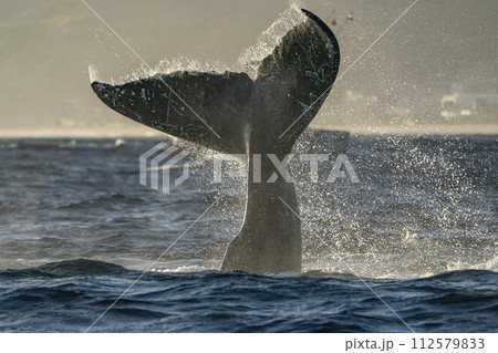 humpback whale tail slapping in cabo san lucas humpback whale tail slapping in cabo san lucas 112579833