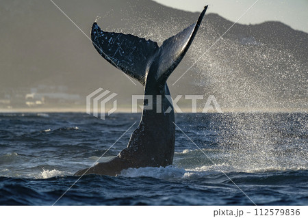 humpback whale tail slapping in cabo san lucas humpback whale tail slapping in cabo san lucas 112579836