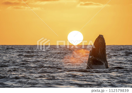 humpback whale breaching at sunset in cabo san lucas humpback whale breaching at sunset in cabo san lucas 112579839