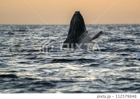 humpback whale breaching at sunset in cabo san lucas humpback whale breaching at sunset in cabo san lucas 112579848