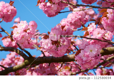 lush blossom of sakura tree. pink flowering branches against the blue sky. warm april weather 112580034
