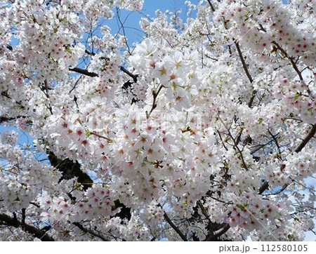 満開の桜 112580105