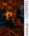 紅葉したモミジ 112580501