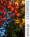 鮮やかな紅葉 112580502