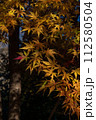 紅葉したモミジ 112580504