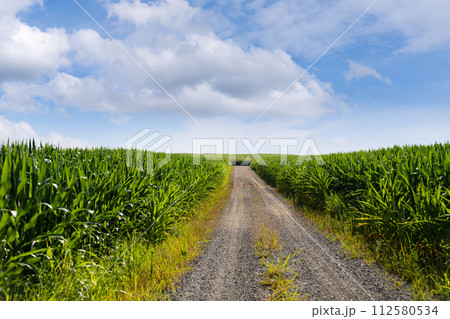 Agricultural corn field. Blue sky. Agricultural corn field. Blue sky. 112580534