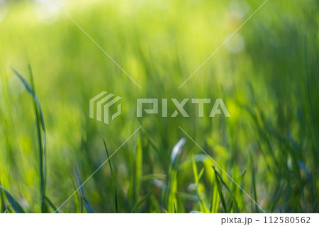 Summer background. Green grass close-up 112580562