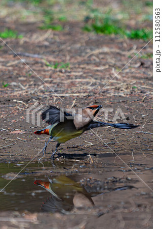 陽気なヒレンジャク 112580563