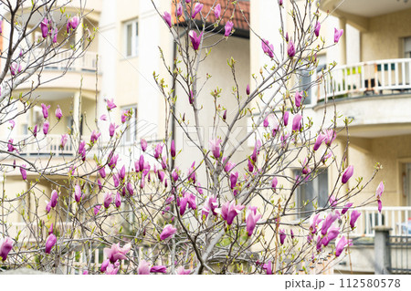 Blooming magnolia on a city street 112580578