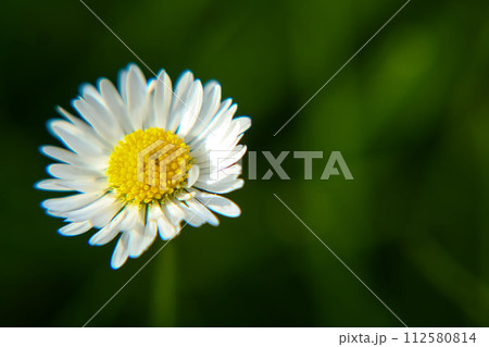 Absolute Beautiful Daisy flower blooming in the park during sunlight of summer day 112580814