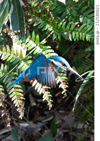 羽ばたくカワセミ 112580821