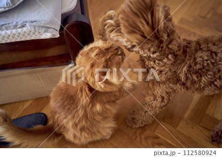 a red cat and a cockapoo are fighting against the background of a bed covered with cardboard to protect from pets 112580924