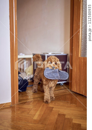 the cockapoo stole the slipper and walks around the house with it the cockapoo stole the slipper and walks around the house with it 112580935
