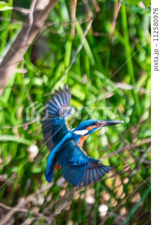 羽を広げるカワセミ 112580976