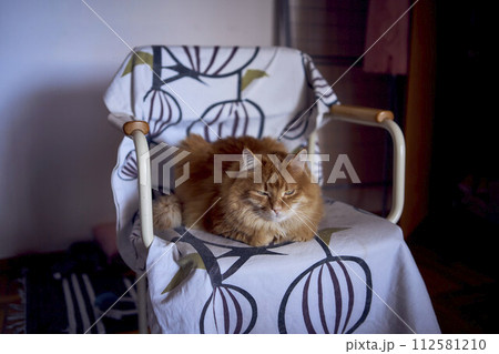 a fluffy red cat is sitting on a chair 112581210