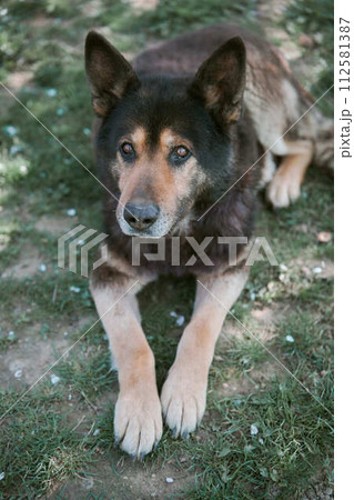 old German Shepherd lay on the grass 112581387