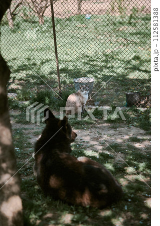 old German Shepherd lay on the grass with a cat 112581388