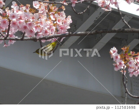 桜の枝から枝へと瞬間移動するメジロさんを撮影しました。 桜の枝から枝へと瞬間移動するメジロさんを撮影しました。 112581698