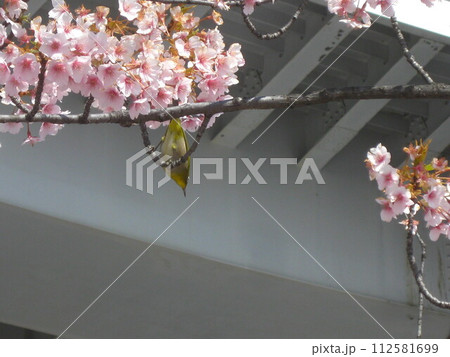 桜の枝から枝へと瞬間移動するメジロさんを撮影しました。 112581699