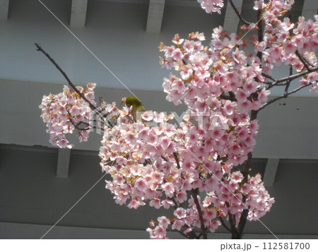 桜の花に埋もれるメジロさんを撮影しました。 112581700