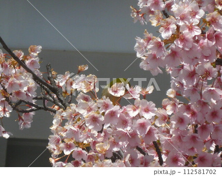 桜の花に埋もれるメジロさんを撮影しました。 桜の花に埋もれるメジロさんを撮影しました。 112581702