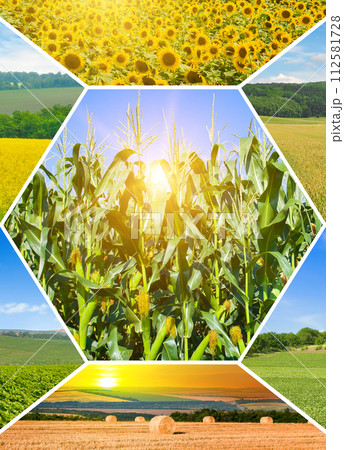 Agricultural fields and blue sky. collage. Vertical photo 112581728