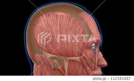 human female muscle anatomy for medical concept 3d rendering human female muscle anatomy for medical concept 3d rendering 112581887