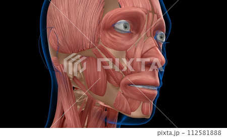 human female muscle anatomy for medical concept 3d rendering human female muscle anatomy for medical concept 3d rendering 112581888