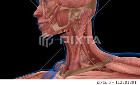 human female muscle anatomy for medical concept 3d rendering 112581891