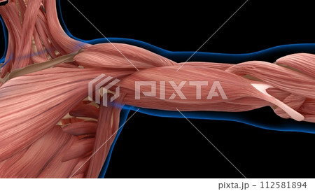 human female muscle anatomy for medical concept 3d rendering 112581894