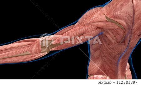 human female muscle anatomy for medical concept 3d rendering 112581897