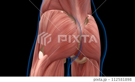 human female muscle anatomy for medical concept 3d rendering 112581898
