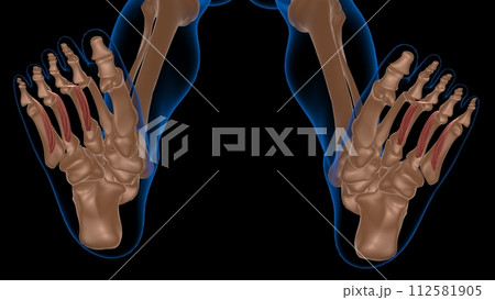 human female muscle anatomy for medical concept 3d rendering 112581905