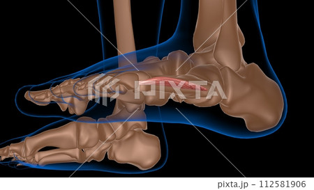 human female muscle anatomy for medical concept 3d rendering 112581906