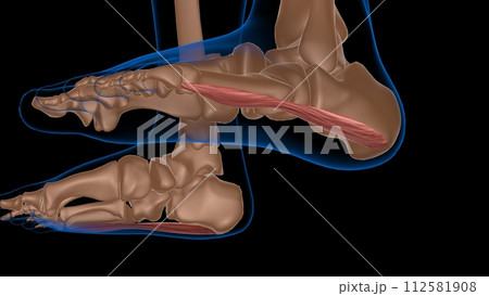human female muscle anatomy for medical concept 3d rendering 112581908