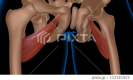 human female muscle anatomy for medical concept 3d rendering 112581925