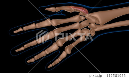 human female muscle anatomy for medical concept 3d rendering 112581933