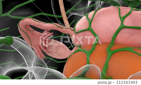 3D Illustration Female Urinary System With Uterus For Medical Concept 3D Illustration Female Urinary System With Uterus For Medical Concept 112581943