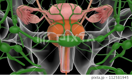 3D Illustration Female Urinary System With Uterus For Medical Concept 3D Illustration Female Urinary System With Uterus For Medical Concept 112581945