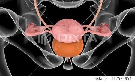 3D Illustration Female Urinary System With Uterus For Medical Concept 112581954