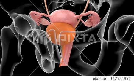 3D Illustration Female Urinary System With Uterus For Medical Concept 112581956