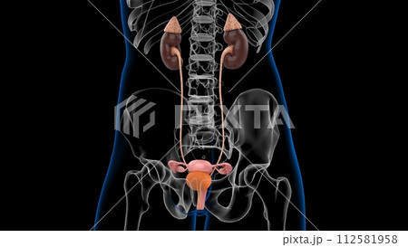 3D Illustration Female Urinary System With Uterus For Medical Concept 3D Illustration Female Urinary System With Uterus For Medical Concept 112581958