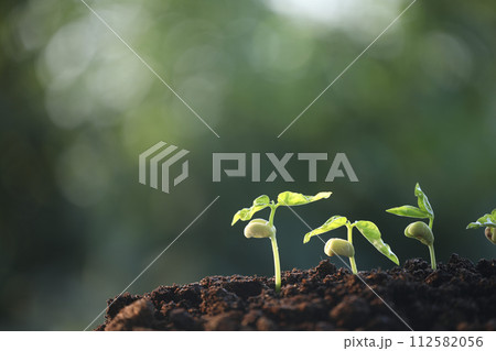bean sprout growing under sunlight macro close up plant planting 112582056
