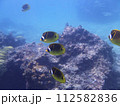 シギラビーチ水中の岩礁とチョウハンの群れ 112582836
