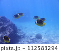シギラビーチ水中の岩礁とチョウハンの群れ（コピースペース） 112583294