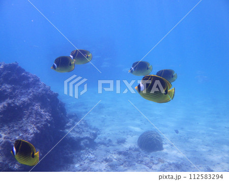 シギラビーチ水中の岩礁とチョウハンの群れ（コピースペース） 112583294